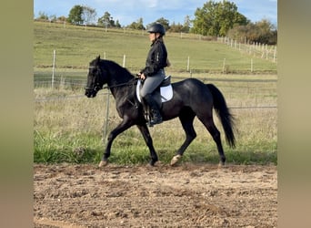 Connemara, Caballo castrado, 4 años, 139 cm, Ruano azulado