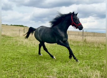 Connemara, Caballo castrado, 4 años, 142 cm, Ruano azulado