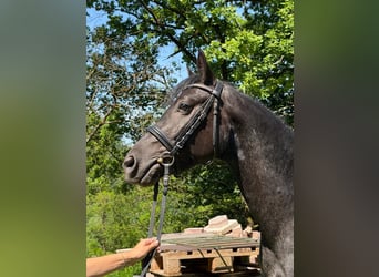 Connemara, Caballo castrado, 4 años, 142 cm, Ruano azulado