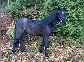 Connemara, Caballo castrado, 4 años, 142 cm, Ruano azulado