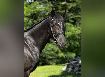 Connemara, Caballo castrado, 4 años, 142 cm, Ruano azulado