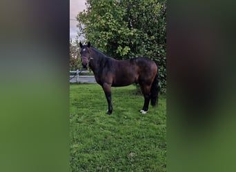 Connemara, Caballo castrado, 4 años, 143 cm, Castaño oscuro