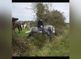 Connemara, Caballo castrado, 4 años, 143 cm, Tordo rodado