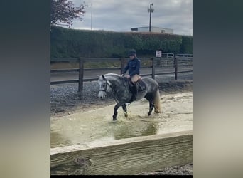 Connemara, Caballo castrado, 4 años, 143 cm, Tordo rodado