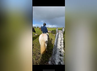 Connemara, Caballo castrado, 4 años, 143 cm, Tordo rodado