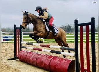 Connemara, Caballo castrado, 4 años, 145 cm, Bayo
