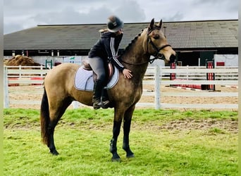 Connemara, Caballo castrado, 4 años, 145 cm, Bayo