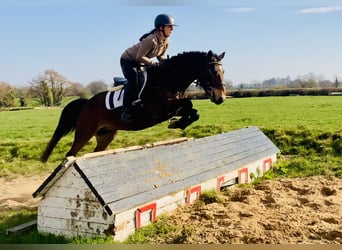 Connemara, Caballo castrado, 4 años, 145 cm, Castaño