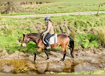 Connemara, Caballo castrado, 4 años, 145 cm, Castaño