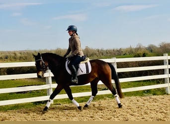 Connemara, Caballo castrado, 4 años, 145 cm, Castaño