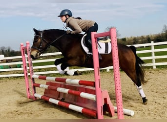 Connemara, Caballo castrado, 4 años, 145 cm, Castaño