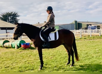 Connemara, Caballo castrado, 4 años, 145 cm, Castaño