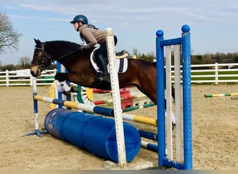 Connemara, Caballo castrado, 4 años, 145 cm, Castaño