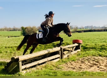 Connemara, Caballo castrado, 4 años, 145 cm, Castaño