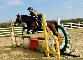 Connemara, Caballo castrado, 4 años, 145 cm, Castaño