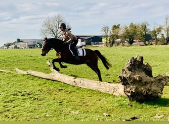 Connemara, Caballo castrado, 4 años, 145 cm, Castaño