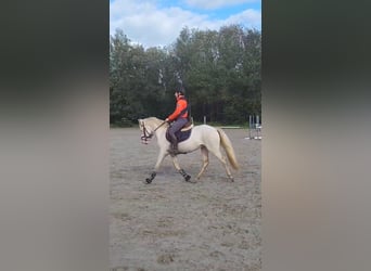 Connemara, Caballo castrado, 4 años, 145 cm, Cremello