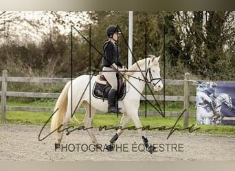 Connemara, Caballo castrado, 4 años, 145 cm, Cremello