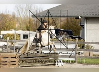 Connemara, Caballo castrado, 4 años, 145 cm, Cremello