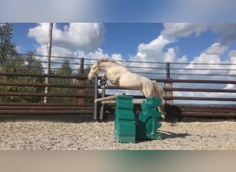 Connemara, Caballo castrado, 4 años, 145 cm, Cremello