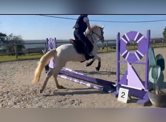 Connemara, Caballo castrado, 4 años, 145 cm, Cremello