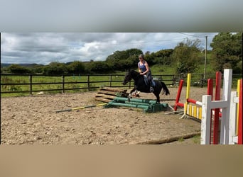 Connemara, Caballo castrado, 4 años, 145 cm, Negro