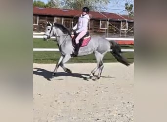 Connemara, Caballo castrado, 4 años, 145 cm, Tordo