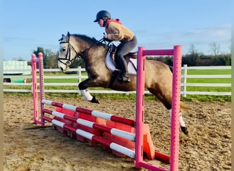 Connemara, Caballo castrado, 4 años, 145 cm, Tordo