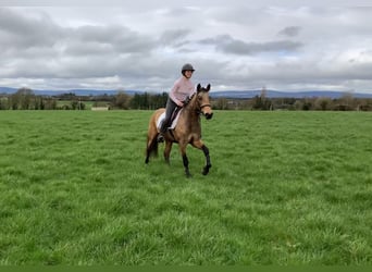 Connemara, Caballo castrado, 4 años, 146 cm, Bayo