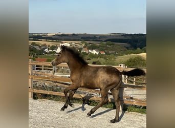 Connemara, Caballo castrado, 4 años, 146 cm, Musgo marrón