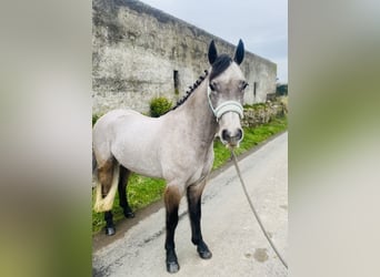 Connemara, Caballo castrado, 4 años, 146 cm, Tordo