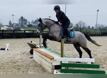 Connemara, Caballo castrado, 4 años, 146 cm, Tordo