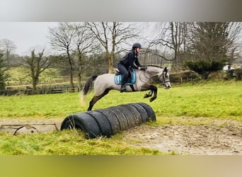 Connemara, Caballo castrado, 4 años, 146 cm, Tordo