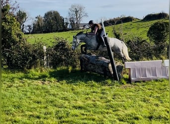 Connemara, Caballo castrado, 4 años, 146 cm, Tordo