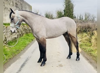 Connemara, Caballo castrado, 4 años, 146 cm, Tordo