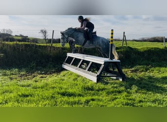 Connemara, Caballo castrado, 4 años, 146 cm, Tordo