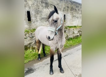 Connemara, Caballo castrado, 4 años, 146 cm, Tordo