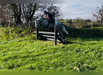 Connemara, Caballo castrado, 4 años, 146 cm, Tordo