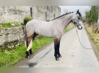 Connemara, Caballo castrado, 4 años, 146 cm, Tordo