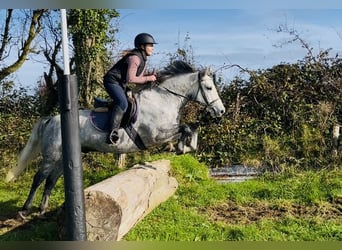 Connemara, Caballo castrado, 4 años, 146 cm, Tordo