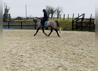 Connemara, Caballo castrado, 4 años, 146 cm, Tordo