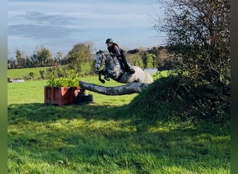Connemara, Caballo castrado, 4 años, 146 cm, Tordo