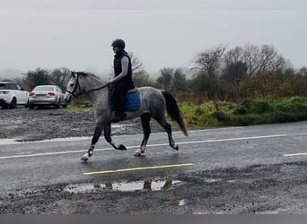 Connemara, Caballo castrado, 4 años, 146 cm, Tordo