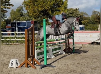 Connemara, Caballo castrado, 4 años, 146 cm, Tordo rodado