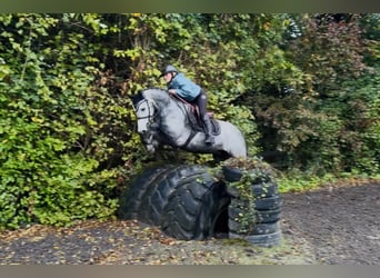 Connemara, Caballo castrado, 4 años, 146 cm, Tordo rodado
