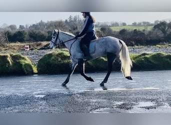 Connemara, Caballo castrado, 4 años, 146 cm, Tordo rodado