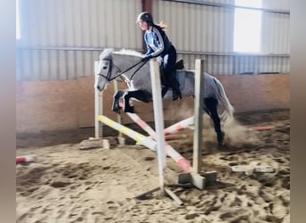 Connemara, Caballo castrado, 4 años, 146 cm, Tordo rodado