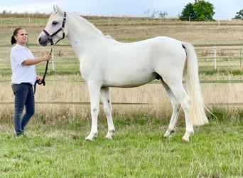 Connemara, Caballo castrado, 4 años, 147 cm, Tordo