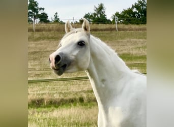 Connemara, Caballo castrado, 4 años, 147 cm, Tordo