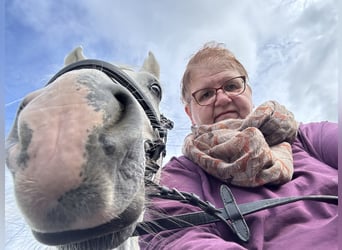 Connemara, Caballo castrado, 4 años, 147 cm, Tordo